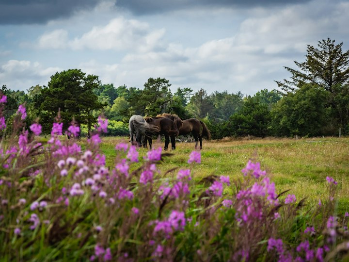 Des chevaux au pré, derrière des fleurs sauvages