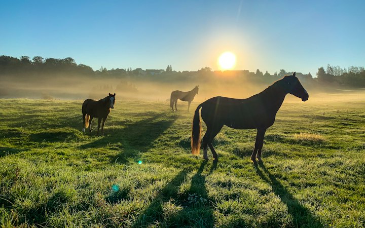 Des chevaux au pré au lever du soleil