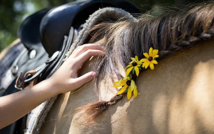 Une crinière tressée de fleurs jaunes