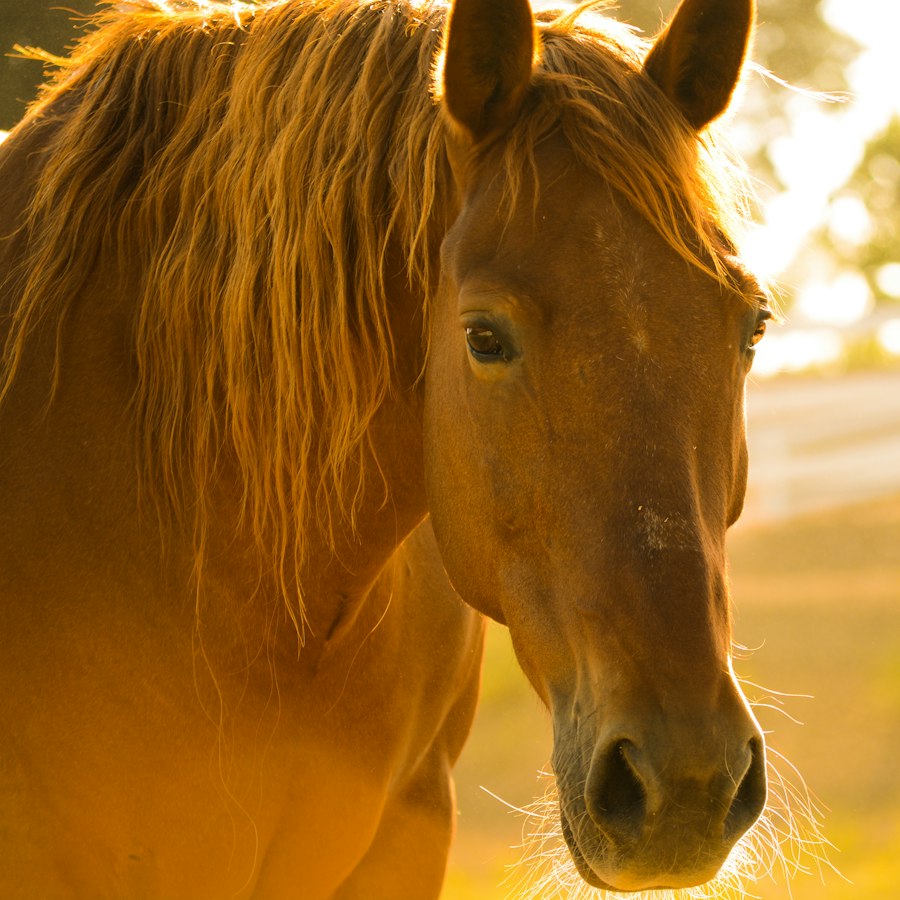 Cheval à la crinière dorée, à contre-jour